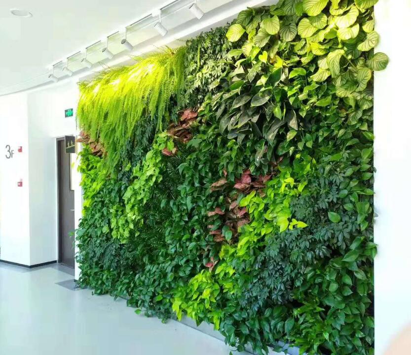 植物墻